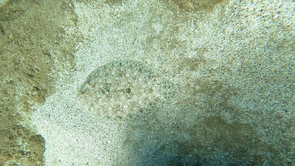 A close-up view of the ocean floor shows a section of sandy seabed with a circular sea urchin partially embedded in the sand. The sea urchin has a spherical shape, covered in numerous small, evenly spaced white spines or tubercles giving it a textured appearance. Surrounding the sea urchin, the sand varies in colour from light beige to slightly darker, with some areas appearing more compacted and others more granular. To the left of the sea urchin, there is a small patch of rocky substrate with a rough, uneven surface that transitions into the softer sand. The background consists of more sand and a faint hint of the underwater environment, with lighting creating a subtle gradient from brighter at the top to darker at the bottom, indicative of shallow ocean waters. The scene is a natural aquatic habitat, emphasizing the importance of marine conservation and the delicate balance of underwater ecosystems. Images such as this can be relevant when illustrating the importance of responsible waste disposal to prevent debris or pollutants from harming seafloor habitats, aligning with the theme of rubbish removal services by highlighting environmental preservation efforts.